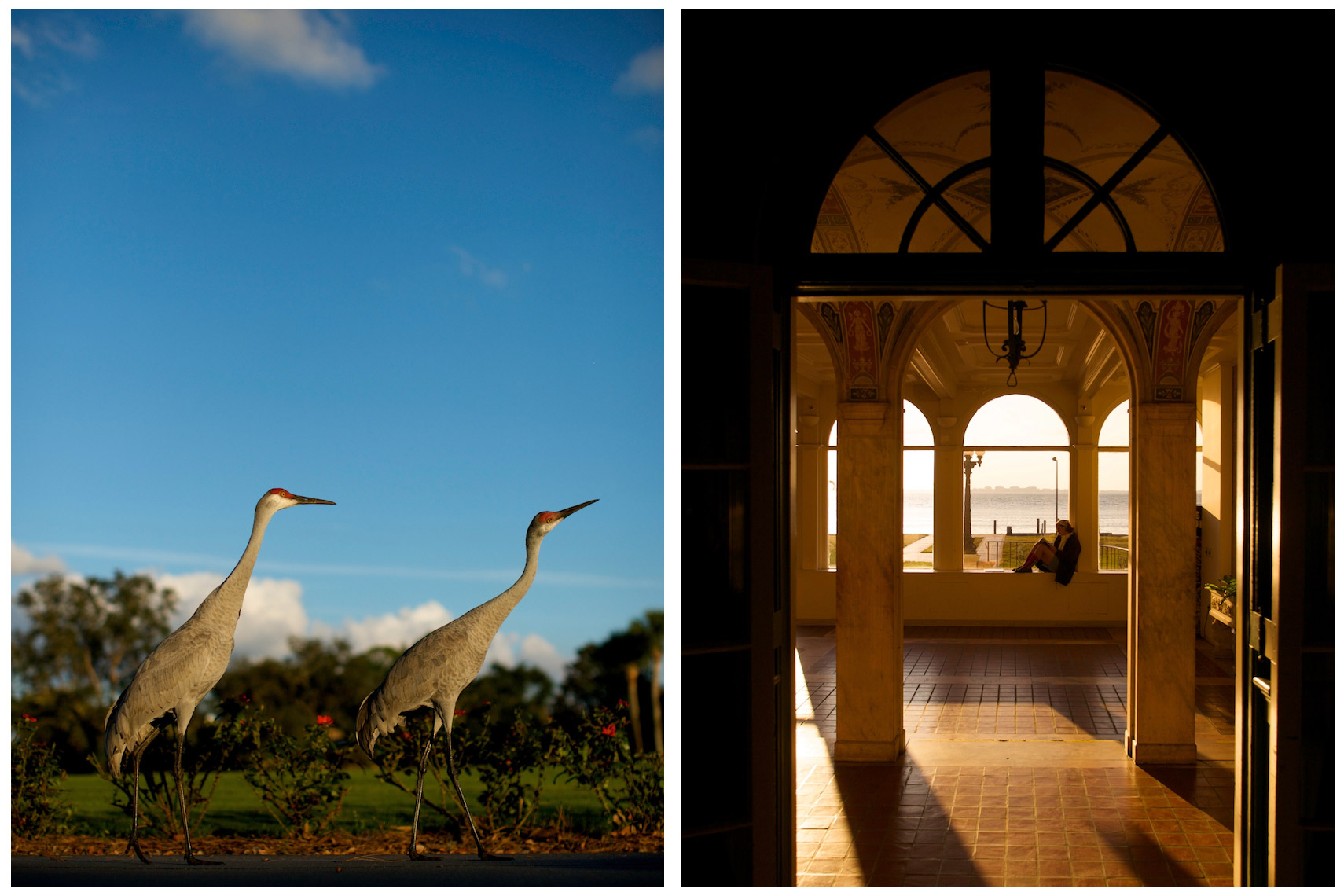 Sandhill Cranes at Bay Hill | New College of Florida