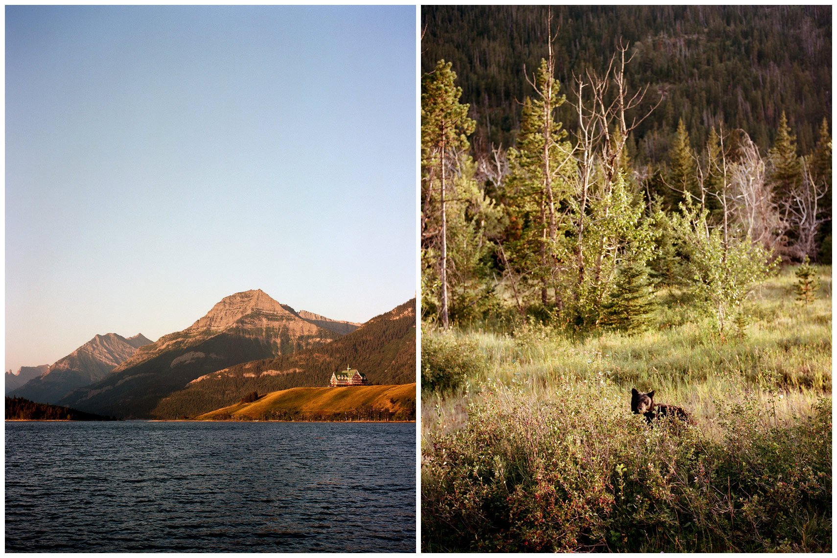 Prince of Wales Hotel and a black bear in Waterton Lakes National Park Alberta